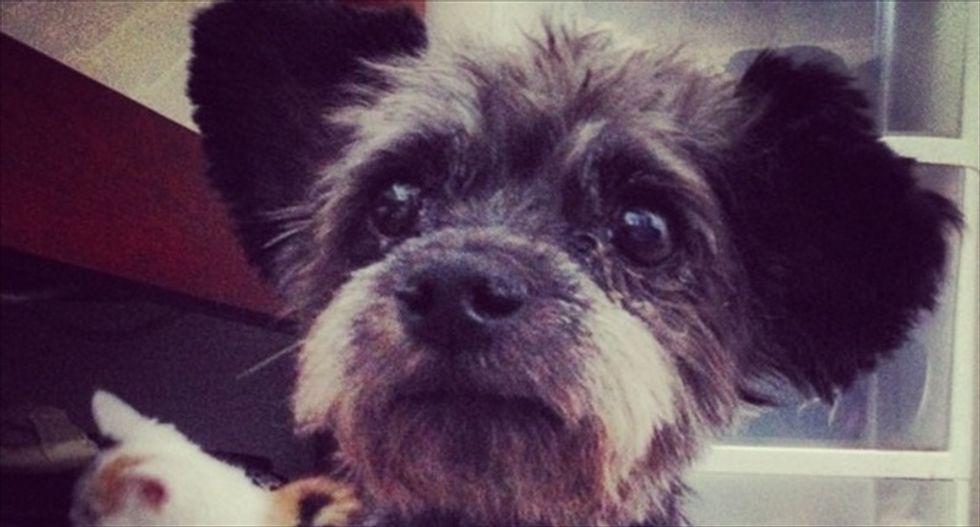 Georgia woman brightens up dying dog's final days with a 'bucket list' of awesome adventures