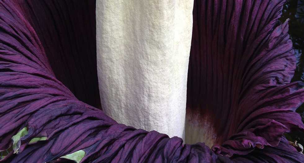The secret of the world's 'smelliest' flower
