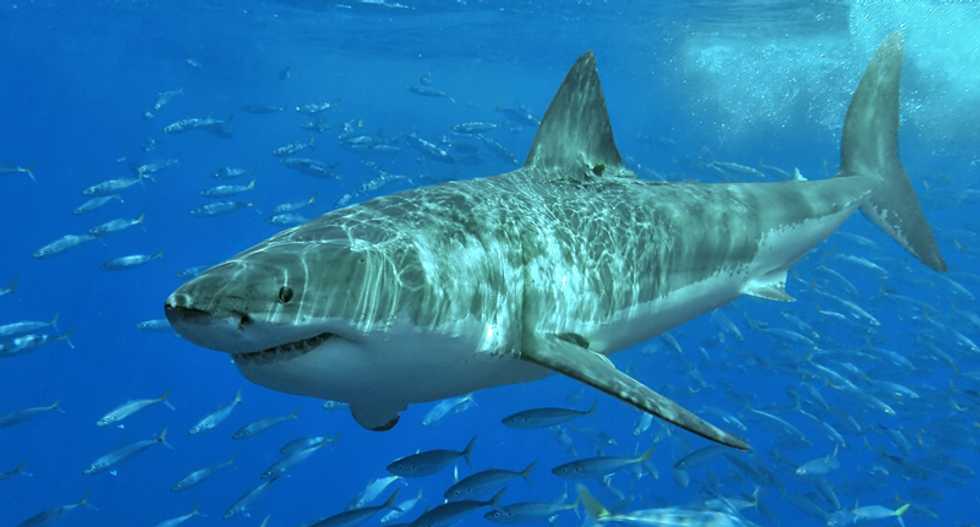Man dies in shark attack off Australia's west coast