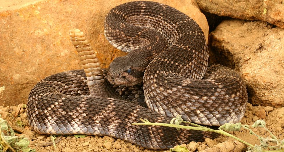 Did snakes evolve from ancient sea serpents?