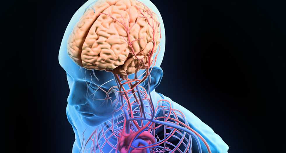 Nearly complete human brain grown in US lab: scientist