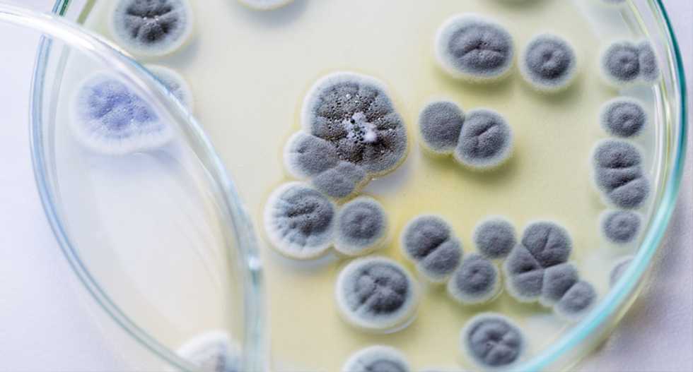 The discovery of a billion-year-old fungus fossil is forcing scientists to rewrite what we know about evolution