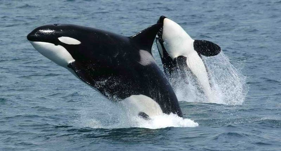 Caring killer whale grandmas help calves survive