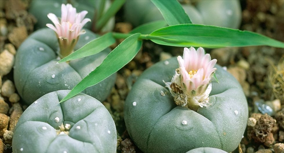 Utah tribal church cites 'religious liberty' in fight against ban on using peyote in ceremonies