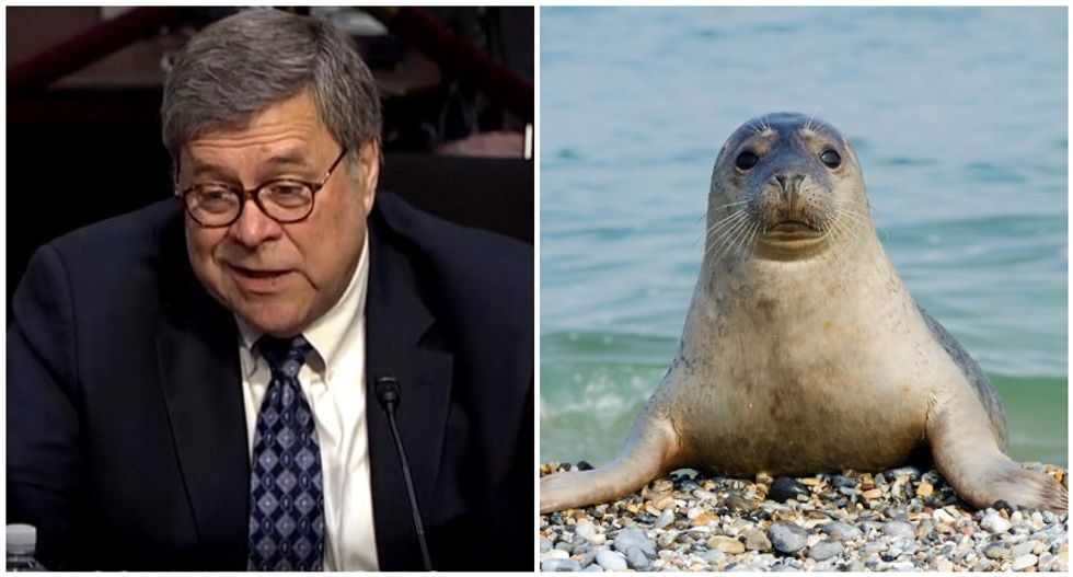 Bill Barr is a 'trained seal' who will bark out whatever Trump tells him: CNN legal analyst