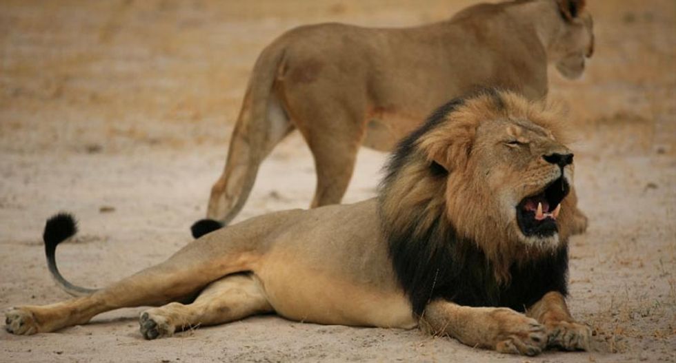 'Cecil the lion' trial postponed in Zimbabwe