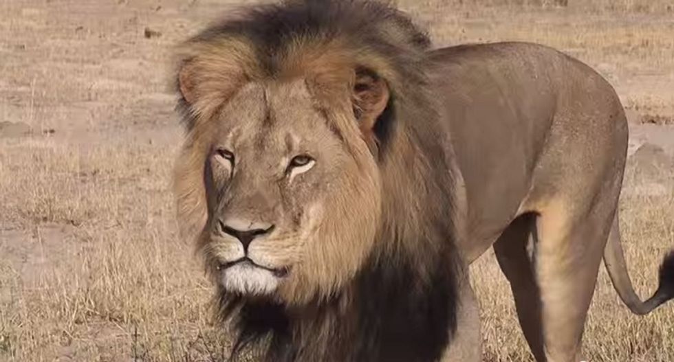 Scientists anticipate birth of Cecil the lion's grandcubs