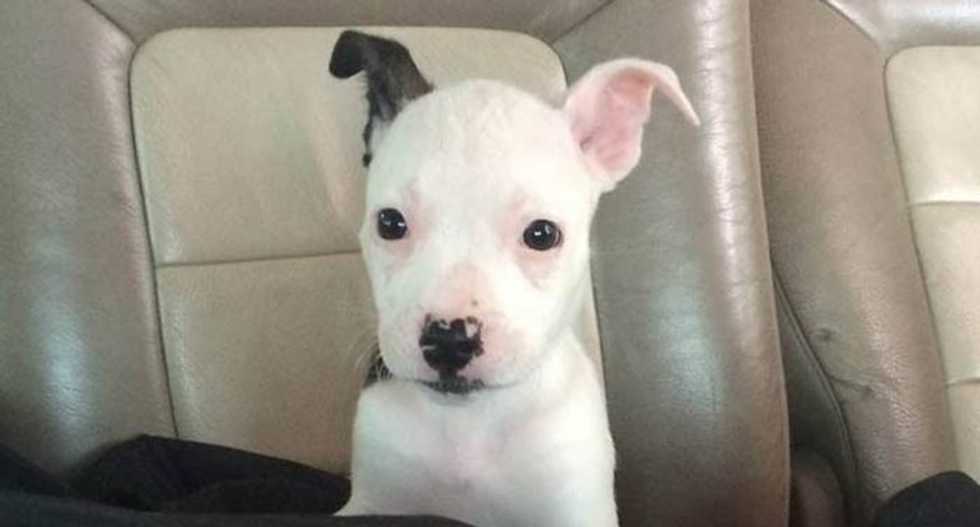 TLC drops 'Gypsy Sisters' show after cast member's husband accused of brutally killing puppy