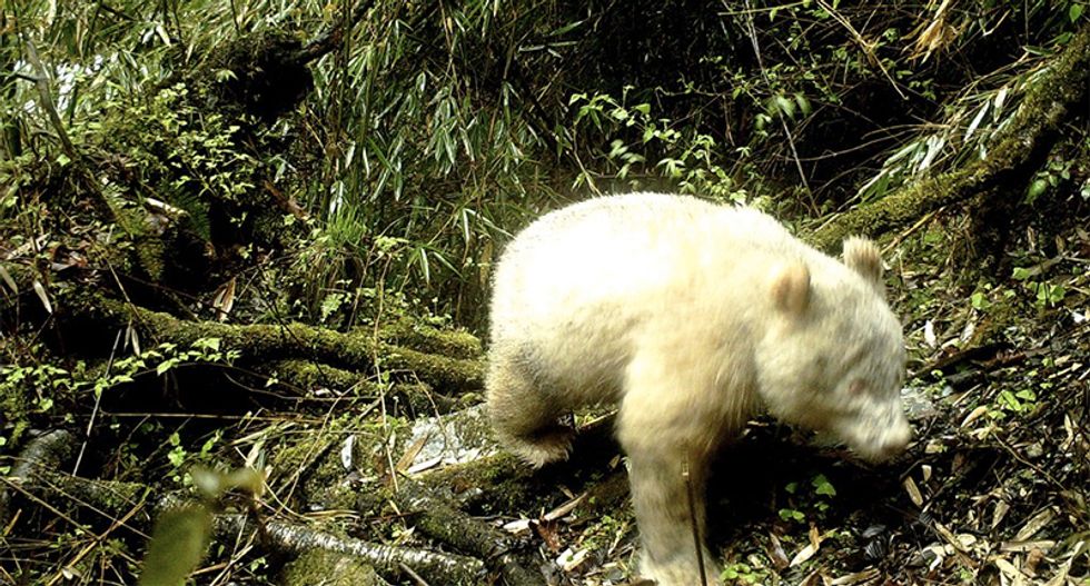 Rare albino panda caught on camera in China: state media report
