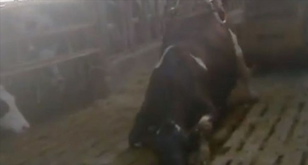 Federal judge strikes down Idaho law banning documentation of animal abuse