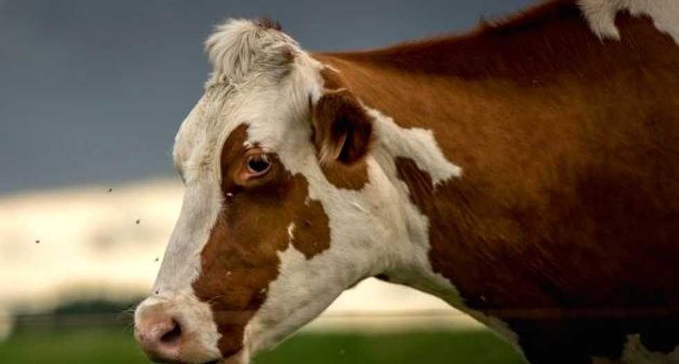 Cow dietary supplement may help in climate change fight