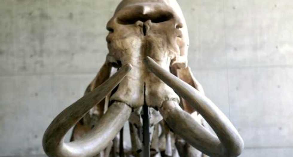 Ancient mammoth remains found in Switzerland