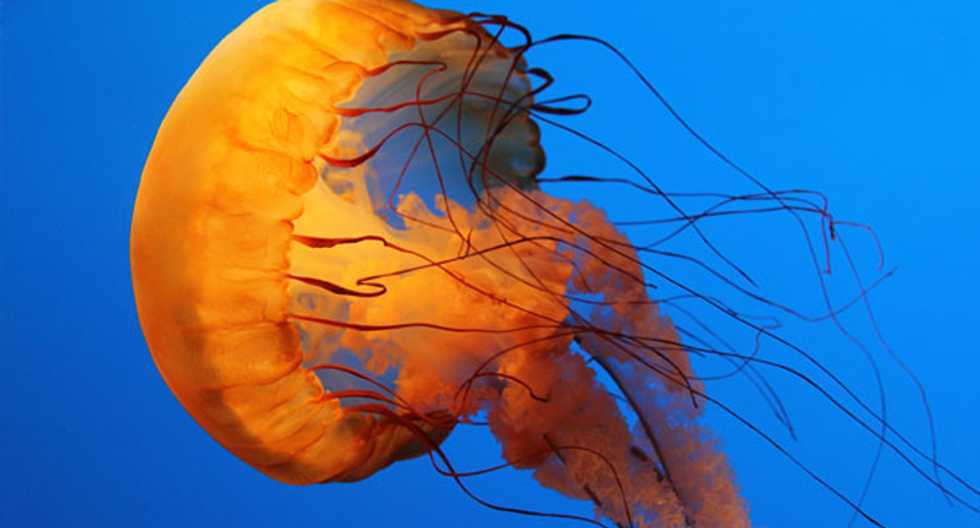 Fears of a global 'jellyfish invasion' of the oceans may not hold water