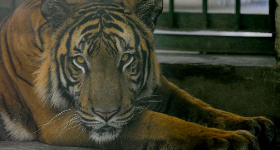 Thailand arrests two after finding tiger body parts in bag