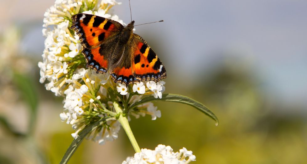 Insects could go extinct in the next 100 years — threatening earth's entire ecosystem
