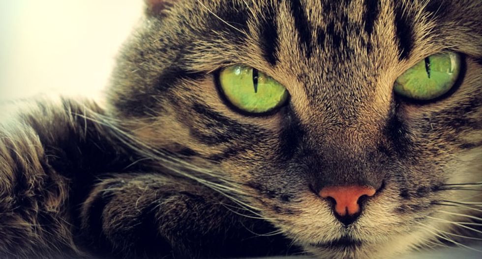 Scientists discover why cats have vertical pupils