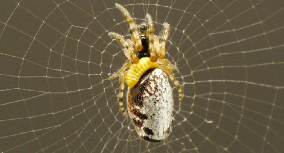 Mind-controlling wasps enslave zombie spiders to build them a perfect nest