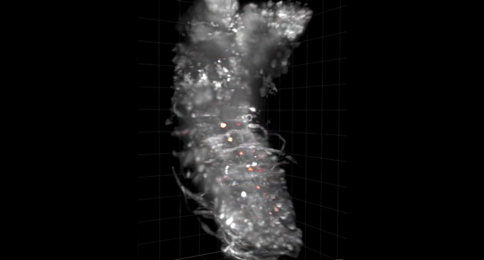 WATCH: Activity of entire central nervous system captured on film for first time