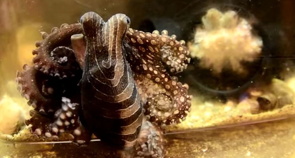 Octopuses can basically edit their own genes on the fly