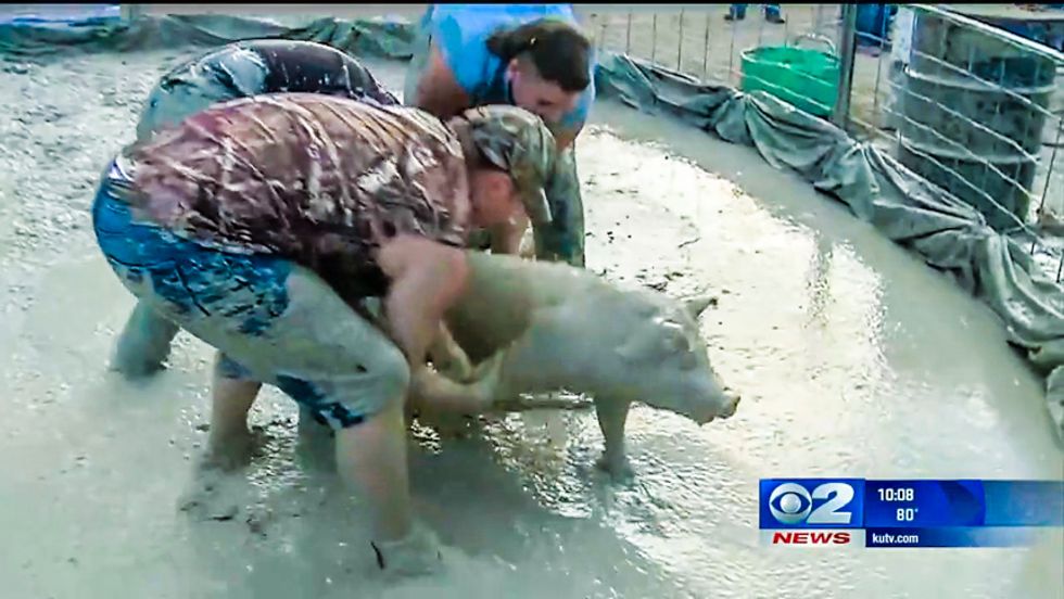 WATCH: Confederate flag waving pig wrestlers toss animal rights activist over a fence
