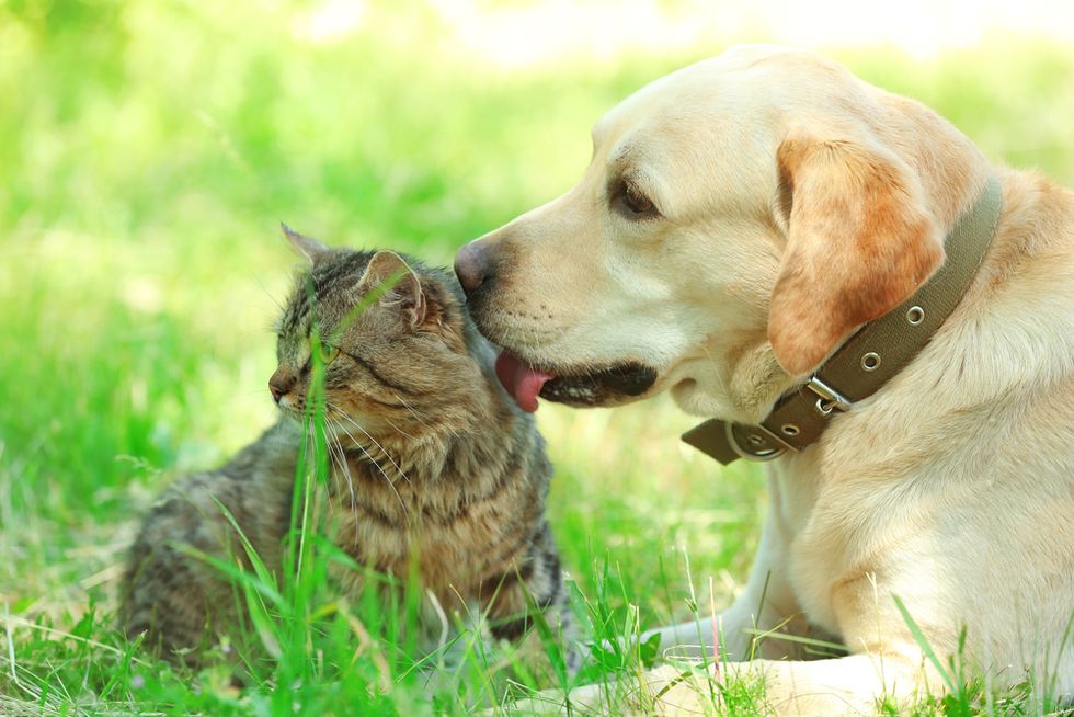 Southwest to allow only dogs, cats as emotional support animals