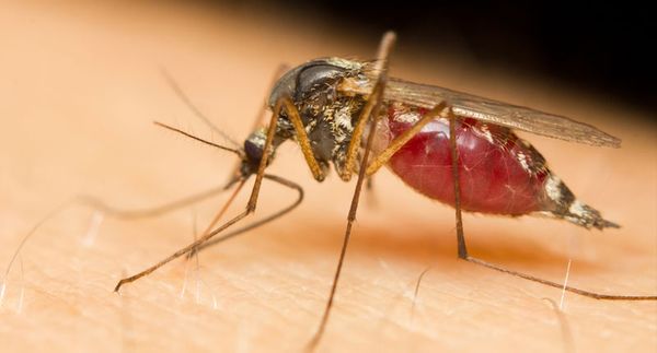 From complacency to crisis: Can America cope with a resurgence of tropical disease?