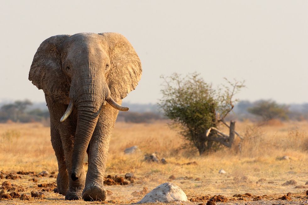 LISTEN: Elephants communicate long-distance using subsonic 'infrasound'