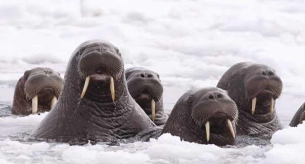 Thousands of walruses wash ashore as global warming devastates Alaskan Arctic