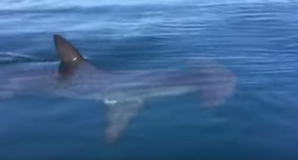 WATCH: San Diego beach closed after 'aggressive' hammerhead shark seen circling kayakers