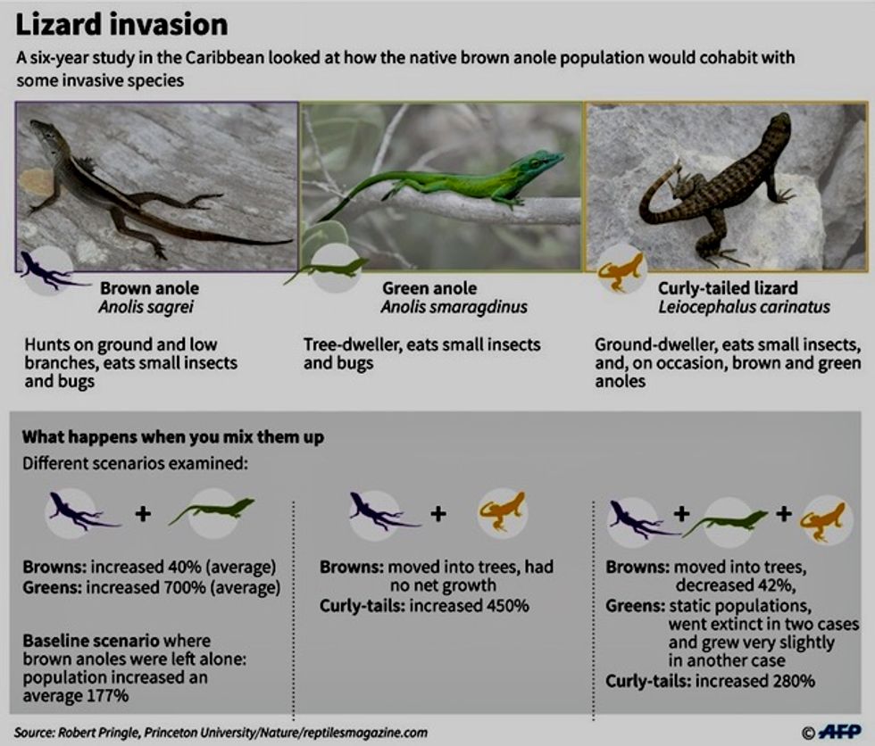 'Landscape of fear': how invasive species disrupt habitats