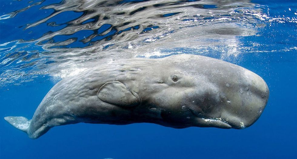 Sperm whales learn local dialects – new study is yet more proof that animals have culture