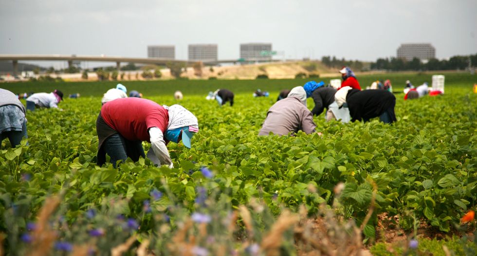 'Utterly arbitrary and unlawful': Farmworker groups sue to block Trump wage freeze