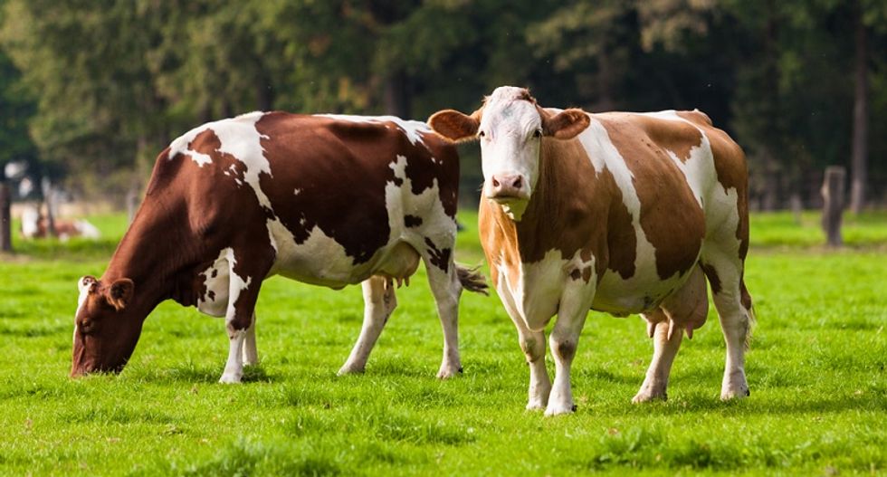 Drowning in milk: US dairy farmers get little help from Canada trade deal