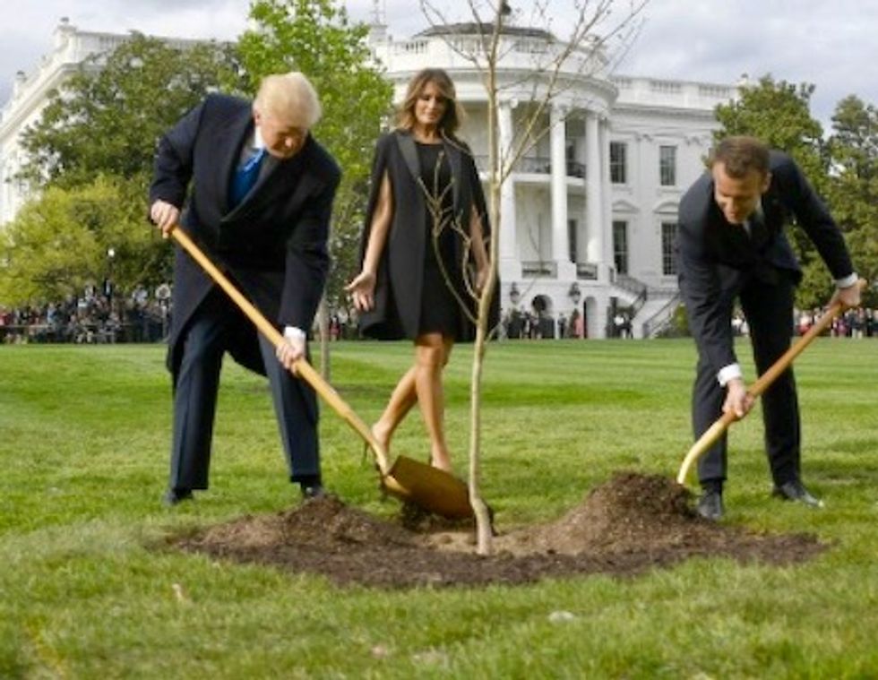 Tree symbolizing Trump-Macron friendship has died