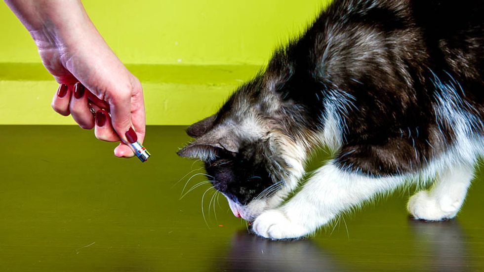 Wisconsin man fined $50, keeps gun after shooting roommate while teasing cat with laser sight