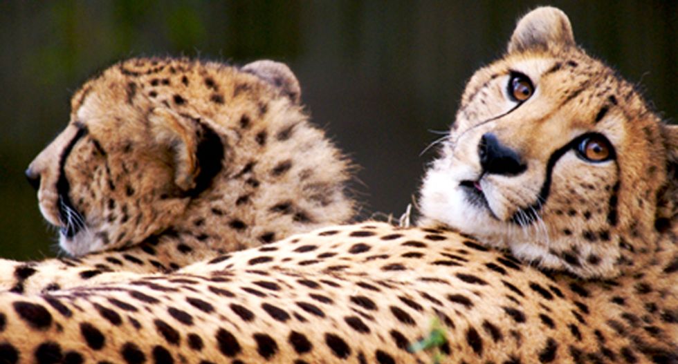 Texas gun nut lawyer forces Houston Zoo to take down 'No guns allowed' signs