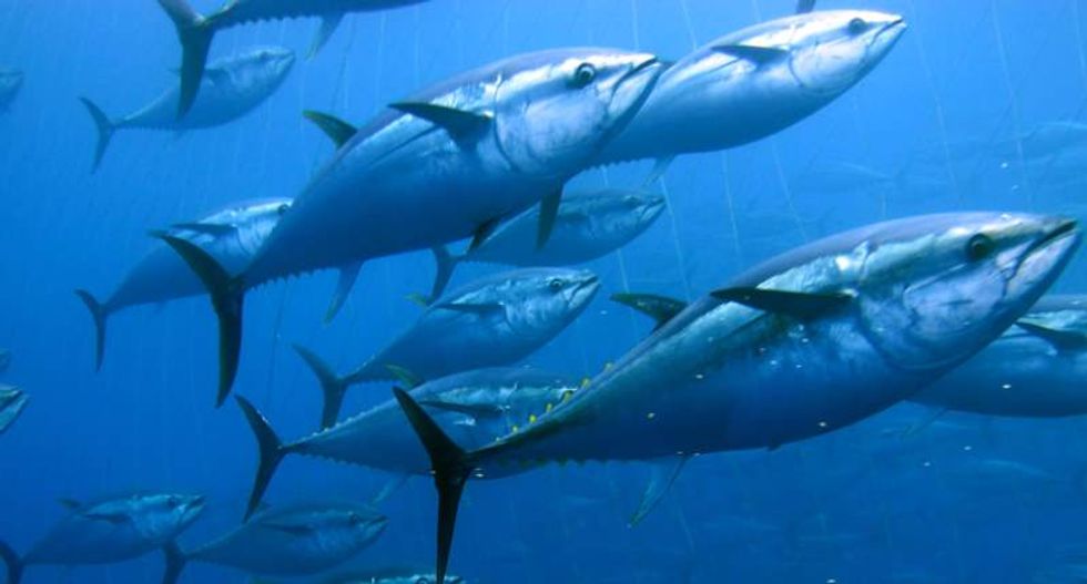 Tuna and mackerel populations worldwide down a 'catastrophic' 74 percent: report