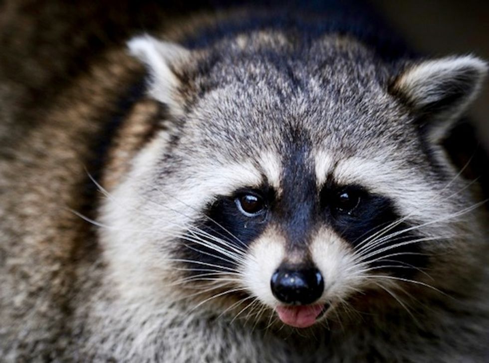 Zombie raccoons' bizarre behavior gets locals' attention in US