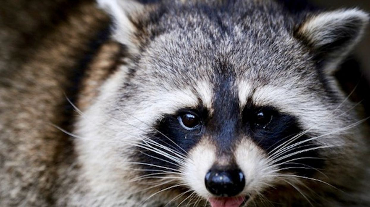 Raccoon corpse and racist message left for Oregon city officials trigger investigation