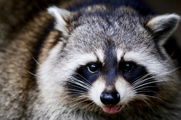 Raccoon corpse and racist message left for Oregon city officials trigger investigation