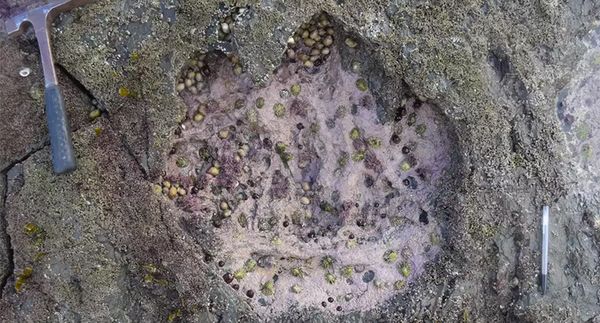 One dinosaur footprint is worth a thousand words
