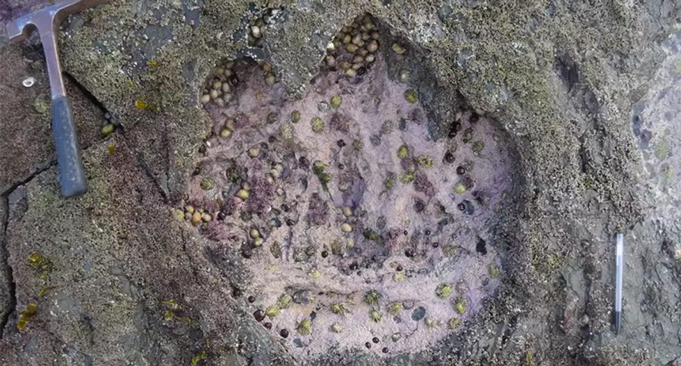 One dinosaur footprint is worth a thousand words