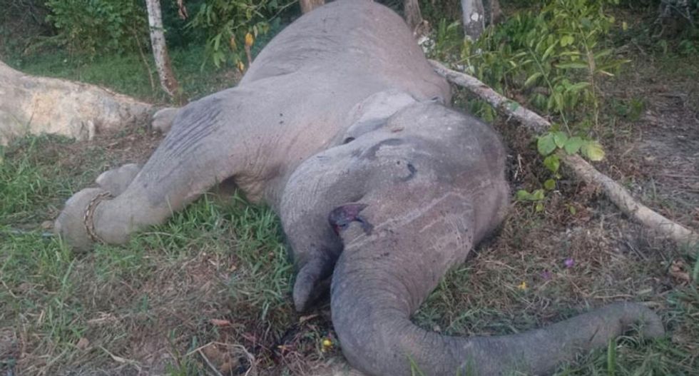 Ivory hunters kill Yongki -- a critically endangered Sumatran elephant in Indonesia