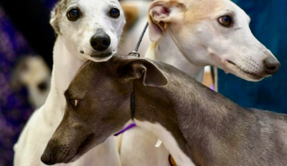 Masters of manipulation: the evolution of 'puppy dog eyes'