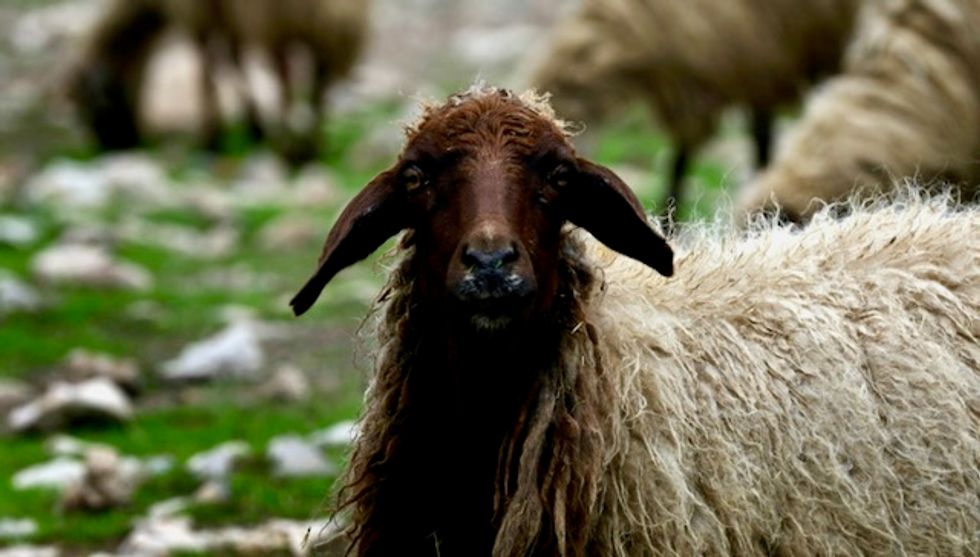 Export ship blocked after 'shocking' Australia sheep footage