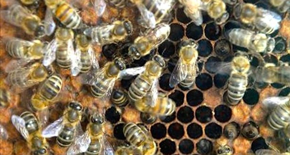 Watch these bees attack a baseball game—then learn why they did it