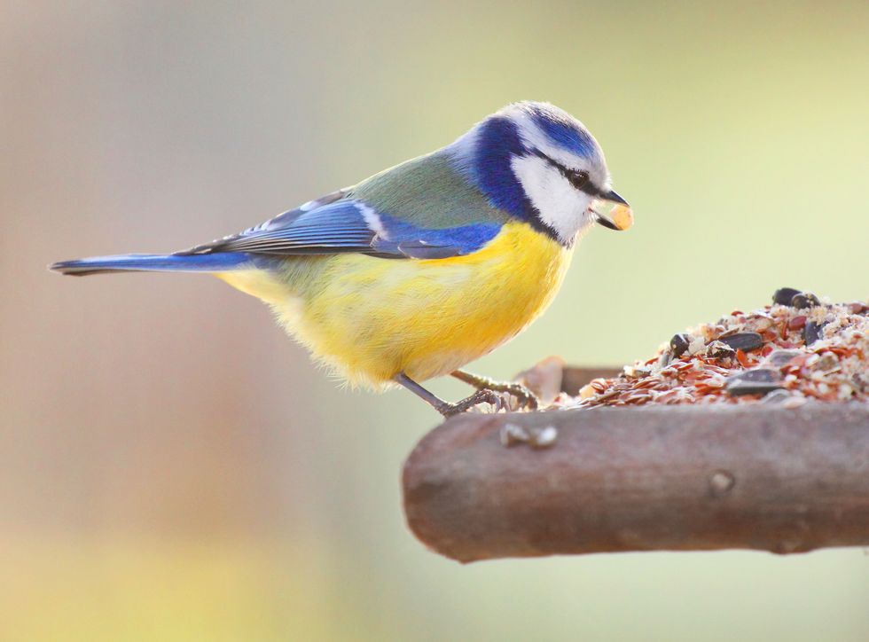 Study finds birds migrating to Britain because food is better