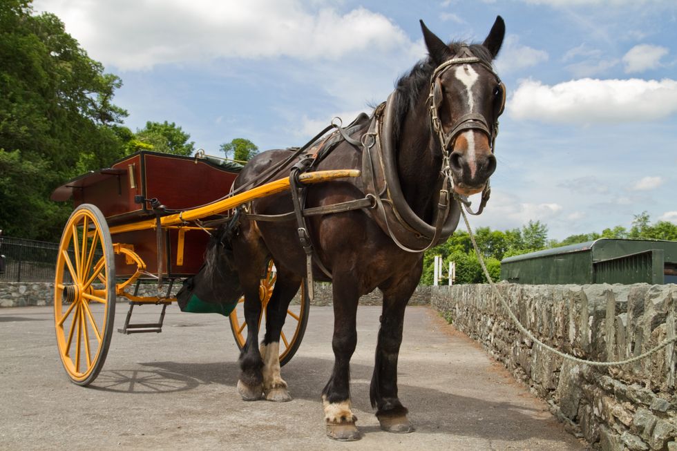 Two injured, horse killed in Nebraska accident involving horse-drawn cart