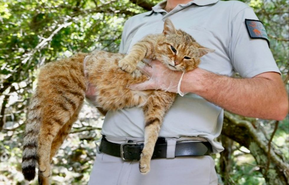 Corsica's 'cat-fox': On the trail of what may be a new species