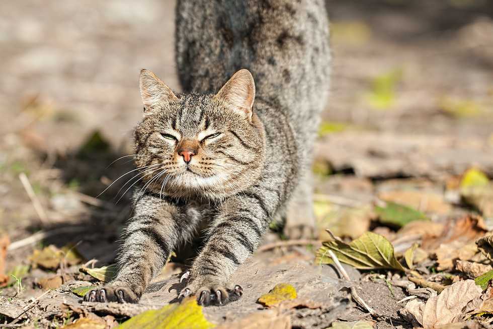 Existence of cat yoga may mean we’ve reached Peak Whiteness